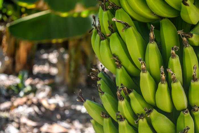 Régime de Banane plantain