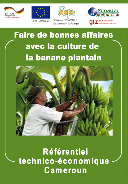 Faire de bonnes affaires avec la culture de la banane plantain
